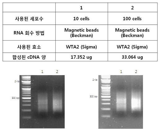 그림 35 적은 양의 세포에서 Bead를 이용한 RNA 회수 방법의 조건(위쪽)과 합성된 cDNA 전기영동 사진(아래쪽)
