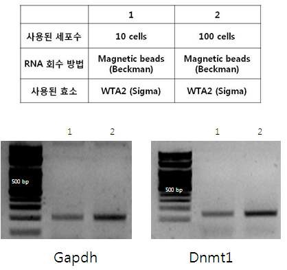 그림 36 10개, 100개의 세포에서 합성된 cDNA 합성 조건(위쪽)과 이를 사용한 PCR 전기영동사진(아래쪽)