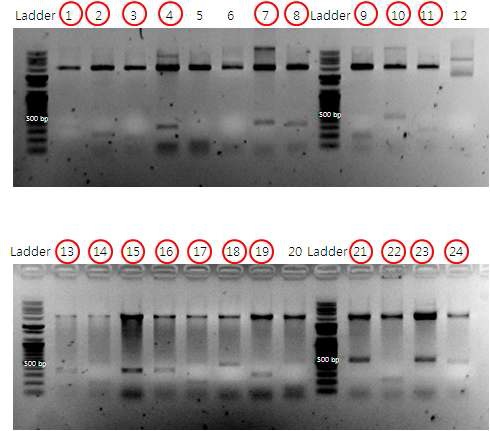 그림 37 제한효소를 이용하여 cDNA가 클로닝 된 콜로니를 선별한 전기영동 사진