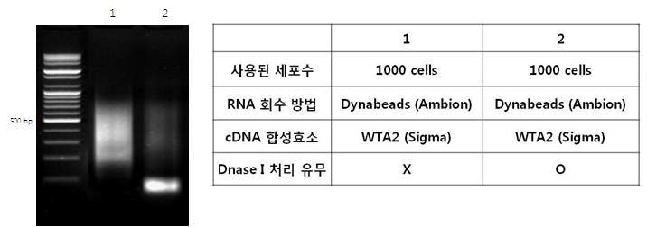 그림 38 mRNA를 이용한 WTA 실험 전기영동사진(왼쪽)과 조건설명(오른쪽)