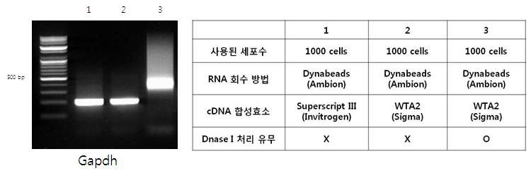 그림 39 mRNA를 이용한 WTA cDNA의 PCR 전기영동사진(왼쪽)과 조건설명(오른쪽)