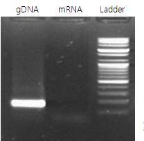 그림 40 mRNA 회수 후 SINEB1 서열을 증폭한 전기영동사진