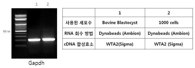 그림 42 세포와 소 배반포에서 WTA를 통해 합성 된 cDNA의 PCR 전기영동사진(왼쪽)과 조건 설명(오른쪽)