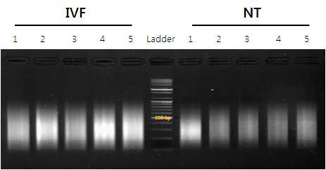 그림 43 WTA 방법으로 제작된 소 체외수정 배반포와 핵치환 배반포의 cDNA의 전기영동 사진