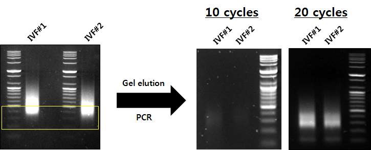 그림 47. ligates의 gel elution 후 AS-PCR에 의한 library 증폭