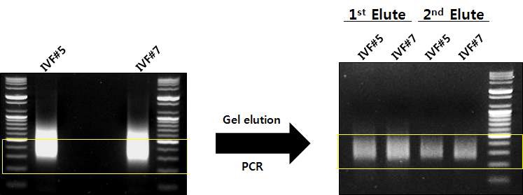그림 48 AS-PCR cycle 수의 조절을 통한 library 품질의 개선