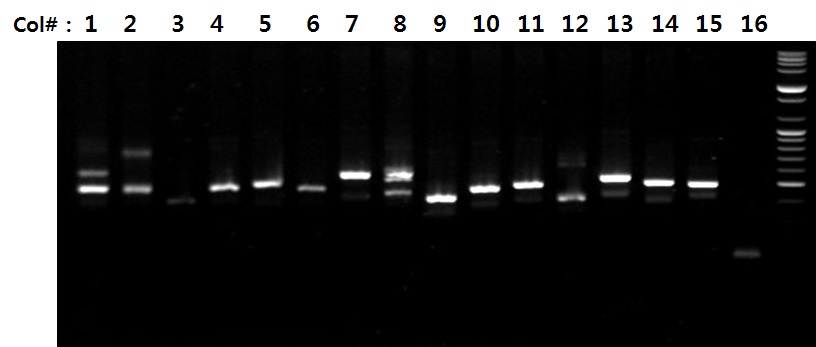 그림 52 Illumina library 품질 확인을 위한 TA cloining 후 콜로니 PCR 결과.