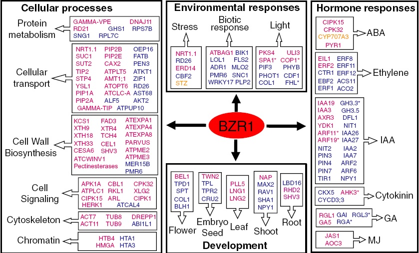 그림 4 BRs 전사인자 BZR1에 의하여 조절되는 관련 유전자들의 분류