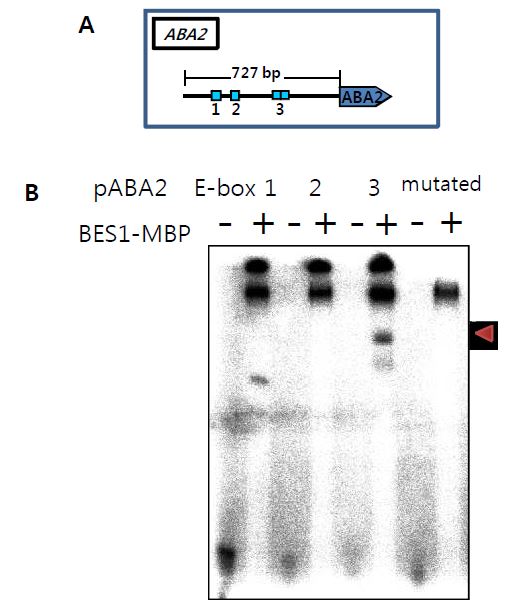 그림 6. EMSA를 통한 BES1과 ABA2 promoter간의 결합 확인