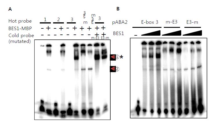 그림 7. Competition assay와 mutation된 probe를 이용한 ABA2 promoter와 BES1 단백질 간의 결합 확인