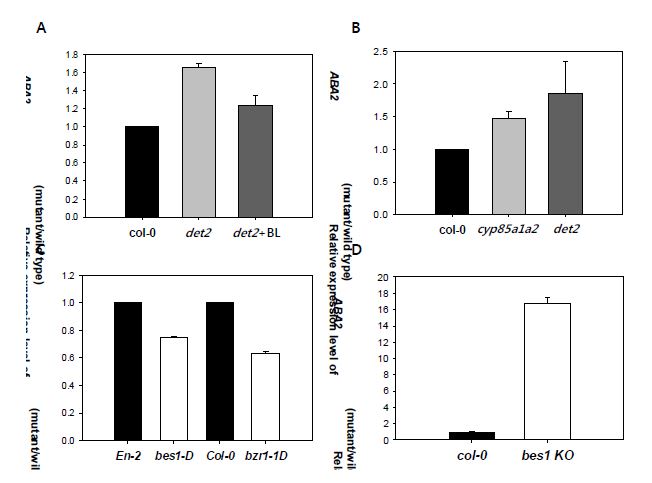 그림 9. BR 관련 돌연변이에서의 ABA2의 발현 변화 확인