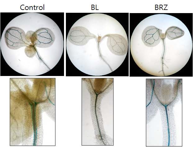 그림 11. BL, BRZ 처리시 pABA2-GUS 발현 변화