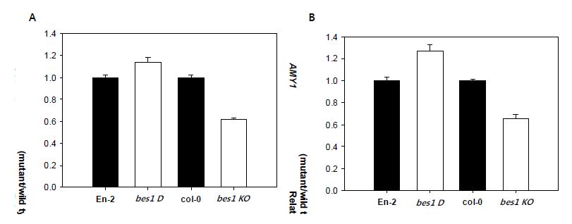 그림 16. bes1-D, bes1 K.O.에서 GA3ox1와 AMY1 발현 변화 확인