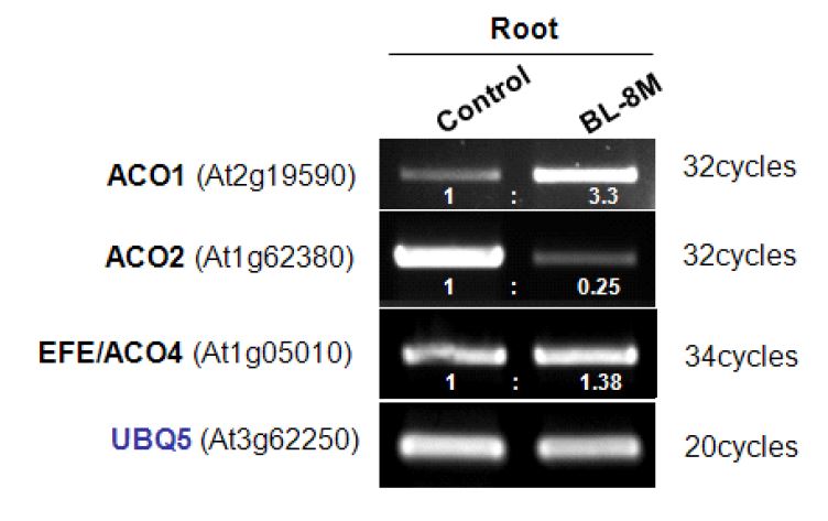 그림 18. 애기장대 root에서 BRs에 의한 ACOs 발현 변화 확인