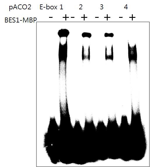 그림 19. EMSA를 통한 ACO2 promoter와 BES1 단백질 간의 결합 확인