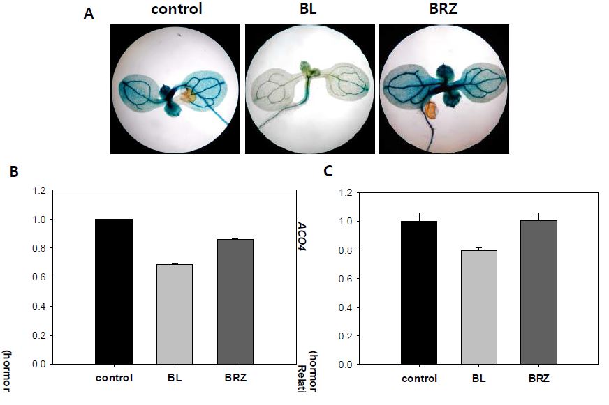 그림 24. BRs에 의한 pACO4-GUS 발현 변화 확인