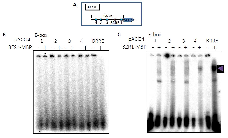 그림 25. EMSA를 통한 ACO4 promoter와 BES1, BZR1 단백질 간의 결합 확인