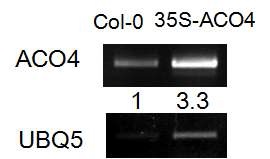 그림 27. 35S-ACO4 발현 확인