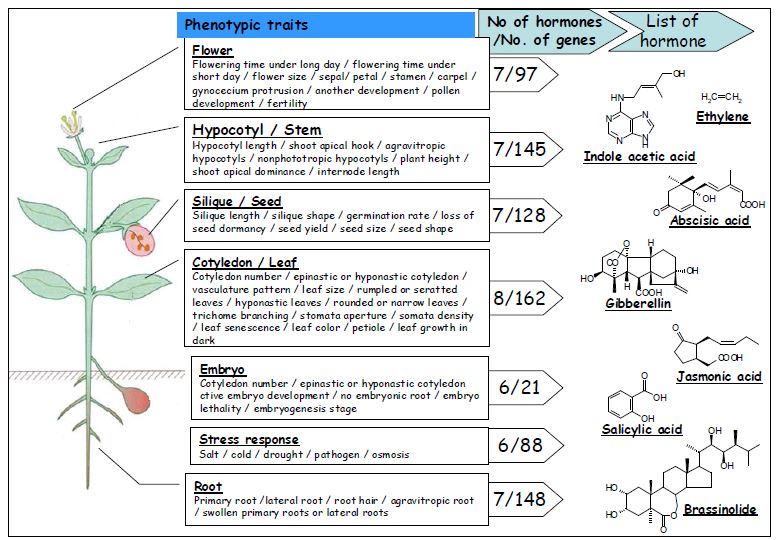 그림 1 식물 조직별 생장분화 조절 유전자 및 관련 식물 호르몬 수