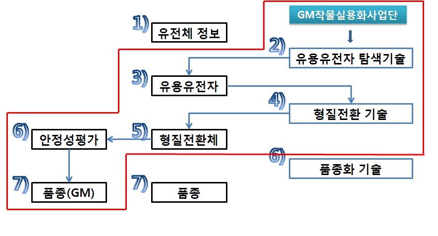 신품종 개발단계에서의 GM작물실용화사업단의 역할