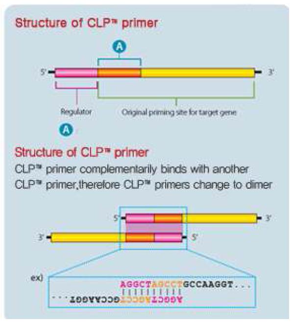 CLPTM Technology에 쓰이는 primer의 구조