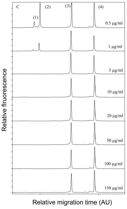 4종 균주에 대한 chloramphenicol 감수성 검사 결과