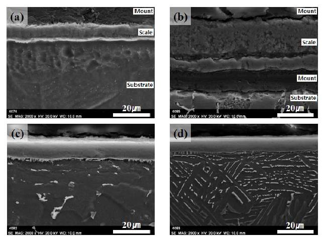 SEM cross sectional images of (a)Ti-6Al, (b)Ti-6Al-4V, (c)Ti-6Al-1Fe, and (d)Ti-6Al-4Fe after isothermal oxidation test at 700℃ for 96h in air