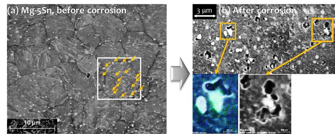 (a) Mg-5Sn 합금의 미세조직 및 Mg2Sn 석출상 (↙) (b) Mg2Sn 인접부 모재에서 부식이 발생한 형태