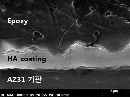 AZ31 기판위에 형성된 HA 코팅층을 나타내는 SEM 단면 사진