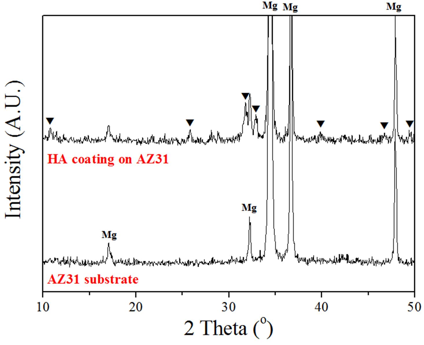 AZ31 기판과 AZ31 위에 형성된 HA 코팅층에 대한 XRD 분석 결과