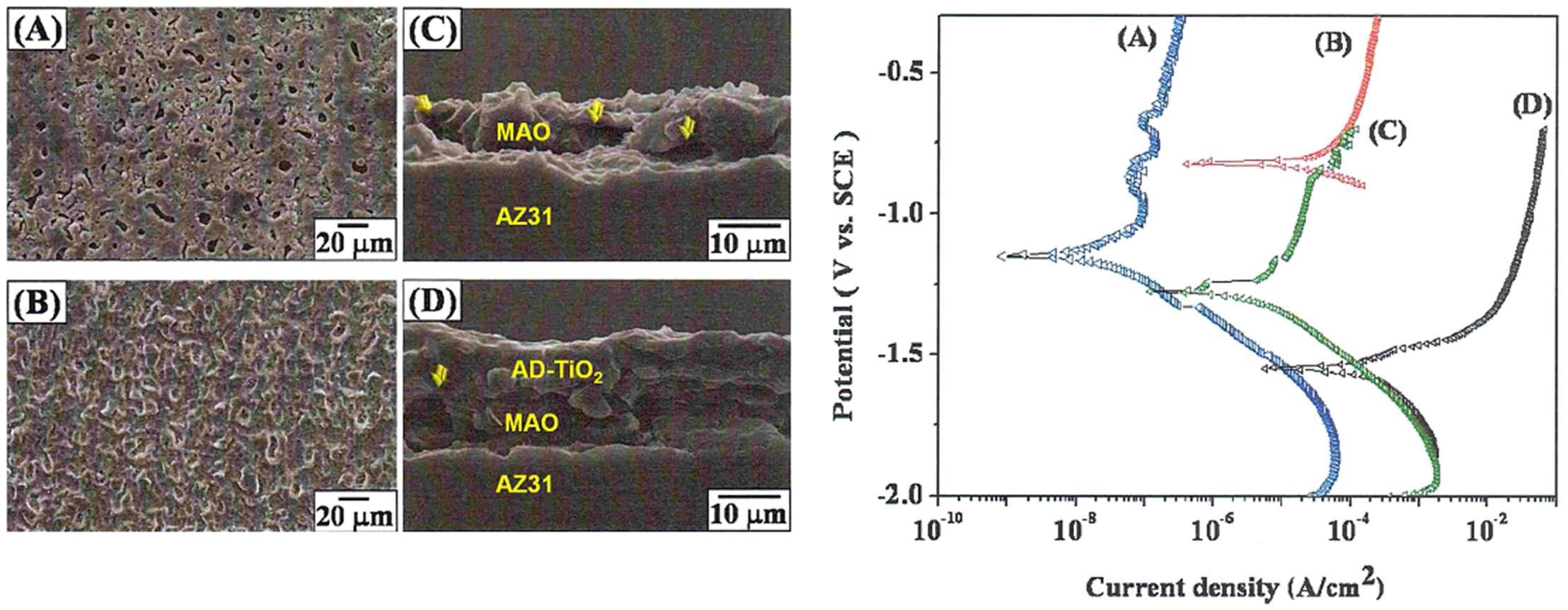 (좌) MAO 표면처리된 AZ31 합금의 표면, 단면 미세구조 (A, C)와 상온 진공 분말분 사 공정에 의해 TiO2 성막된 MAO-AZ31 합금의 표면, 단면 미세구조 (B, D). (우) AZ31합금 의 potentiodynamic polarization 커브. (A) TiO2 코팅된 MAO-AZ31, (B) MAO 처리, (C) TiO2 코팅, (D) 표면처리되지 않은 AZ31