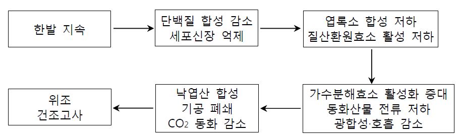 한발에 의한 벼의 생리적인 반응 전달체계