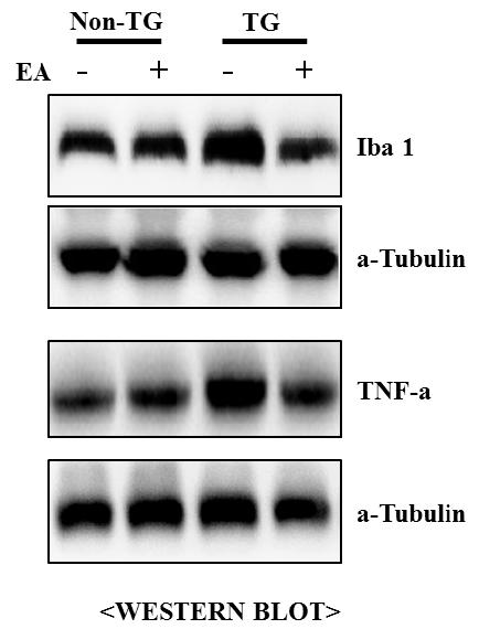 ALS 동물의 폐조직에서 전침 처리에 의한 Iba-1과 TNF-a 단백질 양 변화