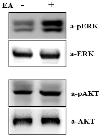 전침자극에 의해 cell survival에 관련된 pERK과 pAKT 변화