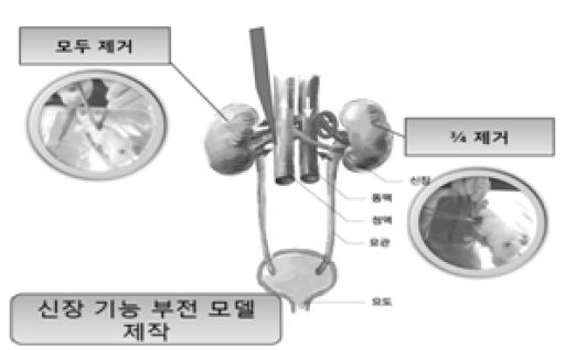 신장 기능부전에 의한 고혈압쥐의 흡입마취 후 전침자극 시행