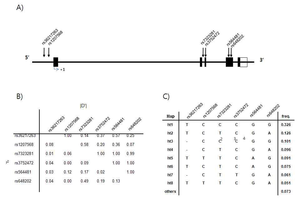 SNPs and haplotypes of KL in Korean subjects.