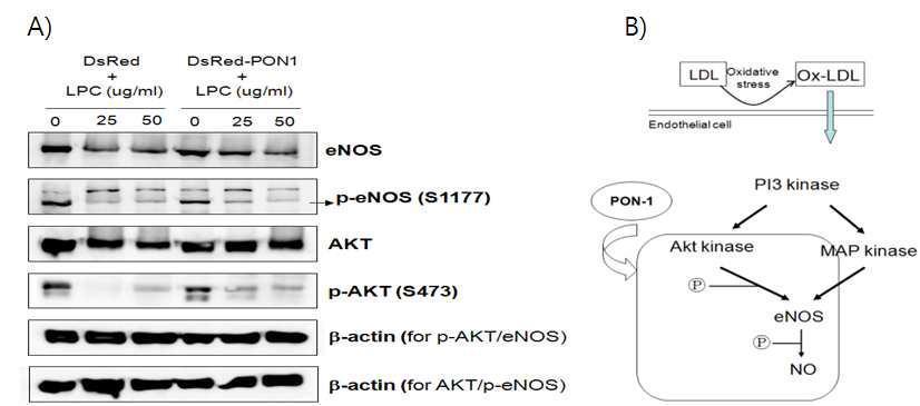 Recovery of p-eNOS and p-AKT expression, which were decreased oxidative stress state, by PON1 overdepressive.stress state, by PON1overdepressive.