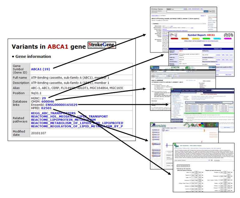 중풍 유전체 변이 데이터베이스 웹 검색 프로그램의 유전자 및 변이정보 화면의 외부 유전자 기능주석 데이터베이스로의 하이퍼링크