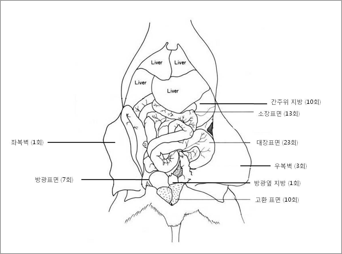 흰쥐의 장기표면 봉한조직의 위치별 발견 빈도