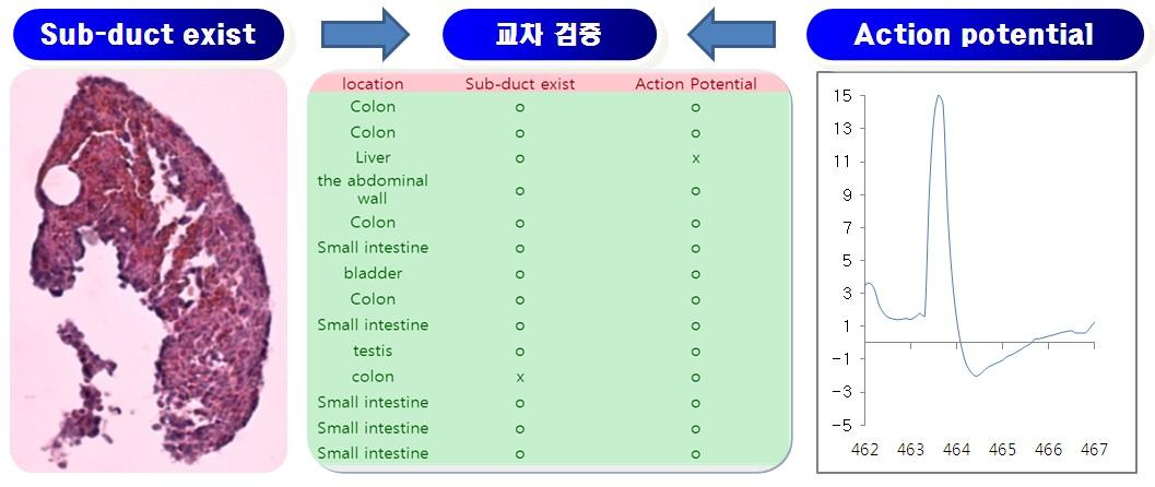 봉한관의 조직학적 특성과 전기생리학적 특성의 교차검증