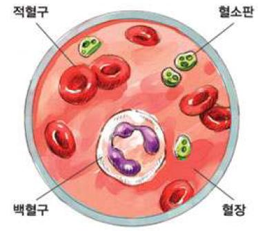 혈액 구성 성분