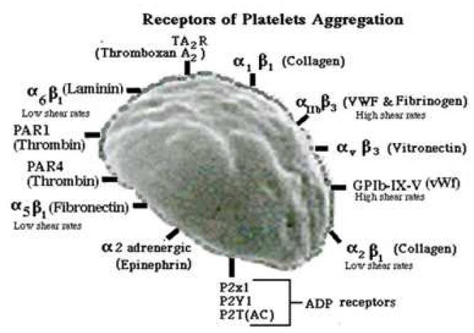 혈소판표면에 존재하는 각종 수용체들