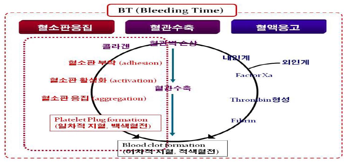 혈액응고 과정