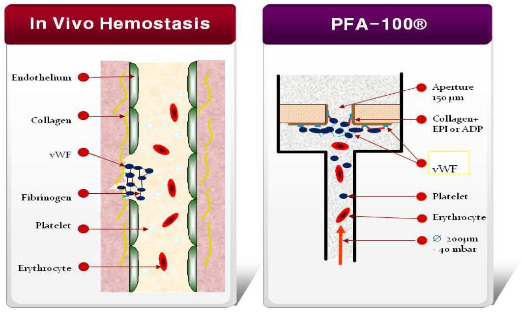 혈소판 활성화 및 PFA-100 측정 기전