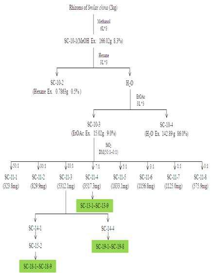 The flow chart of the activity-guided fractionation from Smilax china roots.