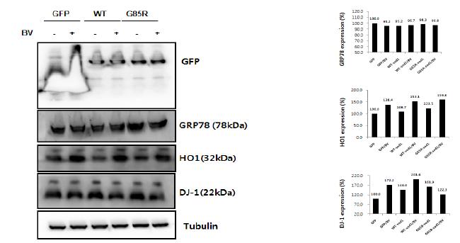hSOD1G85R 발현되는 세포에서 봉독 처리로 인한 단백질 변화