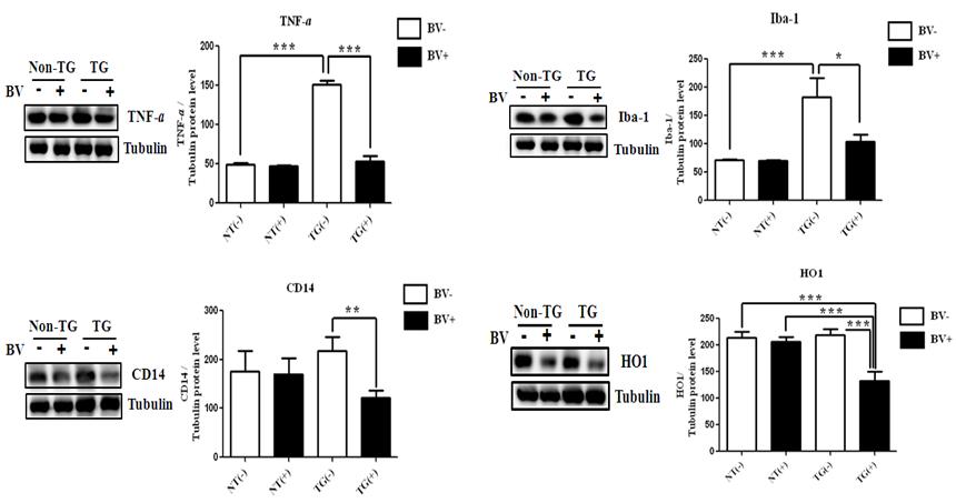ALS 동물의 폐 조직에서 봉독 처리에 의한 Iba-1, TNF-alpha, CD14, HO1 단백질 양 변화