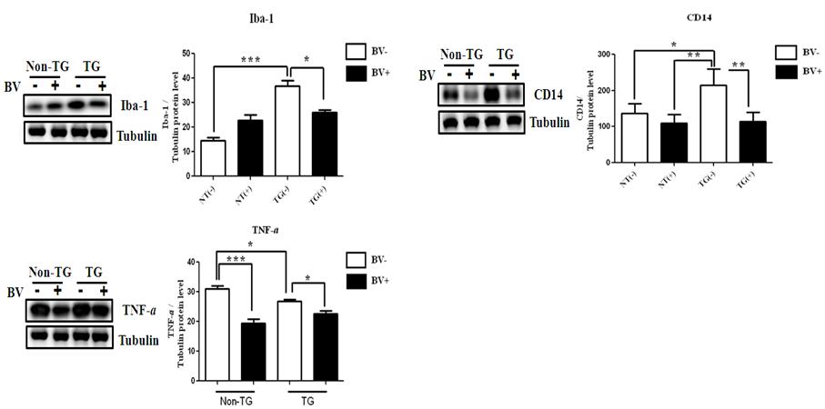 ALS 동물의 비장 조직에서 봉독 약침 처리에 의한 Iba-1, TNF-a, CD14단백질 양 변화
