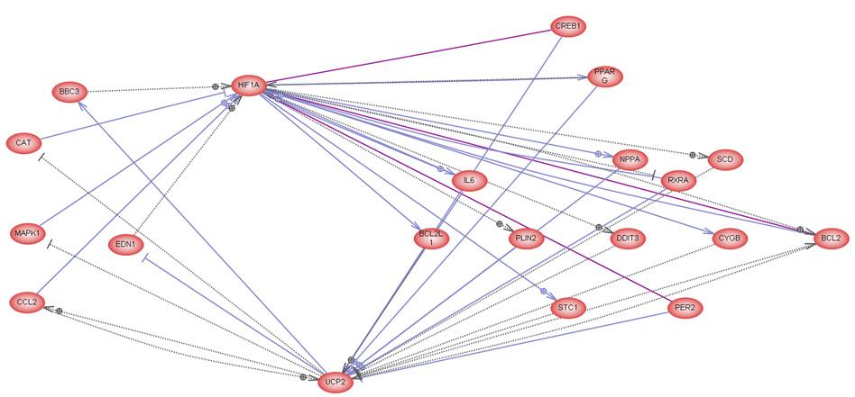 Genes network related with UCP2