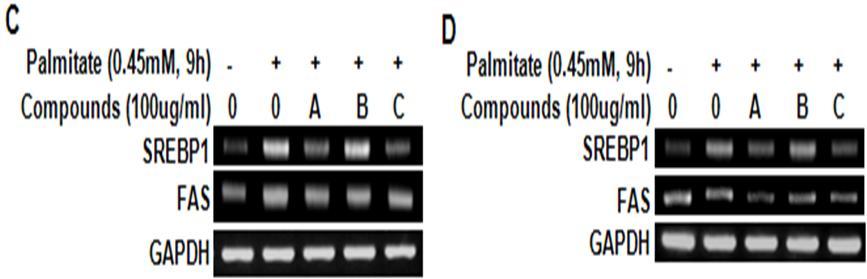 Effect of Herbal compounds (A, B and C) on palmitate induced lipogenic genes (SREBP1, FAS) mRNA expression in HepG2 cells (C) and AML cells (D). Palmitate was used at a concentration of 0.45mM for 9hrs and A, B and C were pretreated for 1hr at 100ug/ml